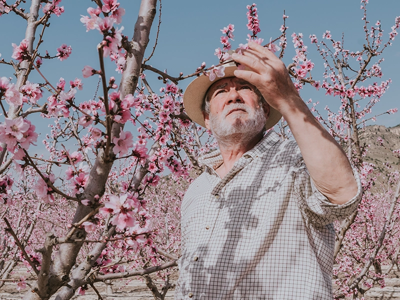 An older man wearing a hat stands in an orchard of blooming pink trees, examining a branch closely under a clear blue sky. (photo)