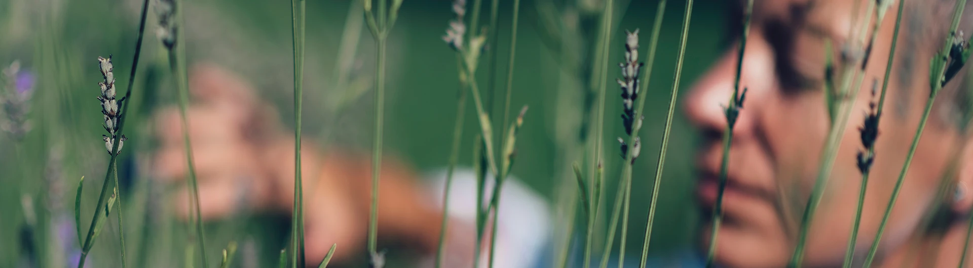 A person partially visible through tall plants, gently touching the stems in a green field. (photo)