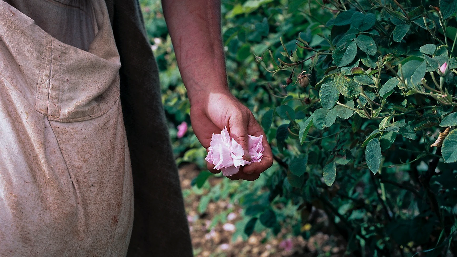 A person gently holds a delicate pink flower while standing beside leafy green plants in a garden setting. (photo)