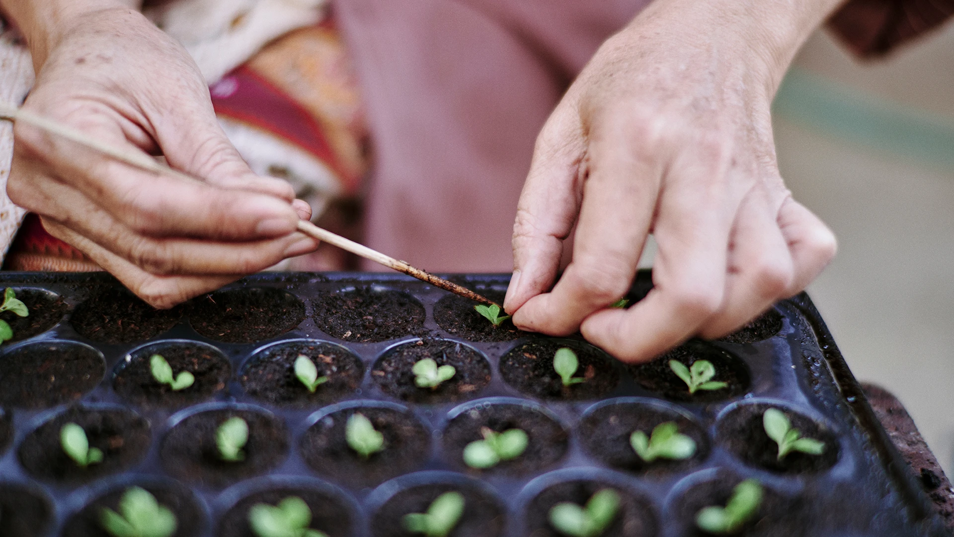 Hands carefully adjusting tiny seedlings in a planting tray, symbolizing care, growth, and early development. (photo)