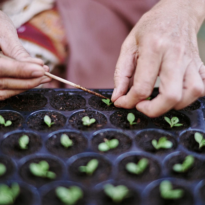 Hands planting small seedlings in a growing tray. (photo)