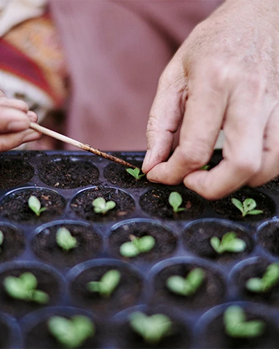Hands planting small seedlings in a growing tray. (photo)