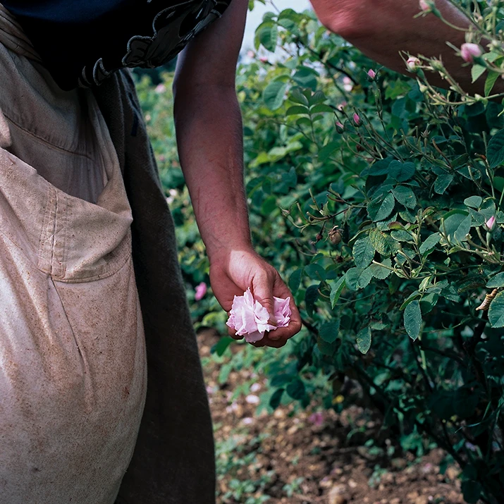 Hand holding freshly picked pink rose petals. (photo)