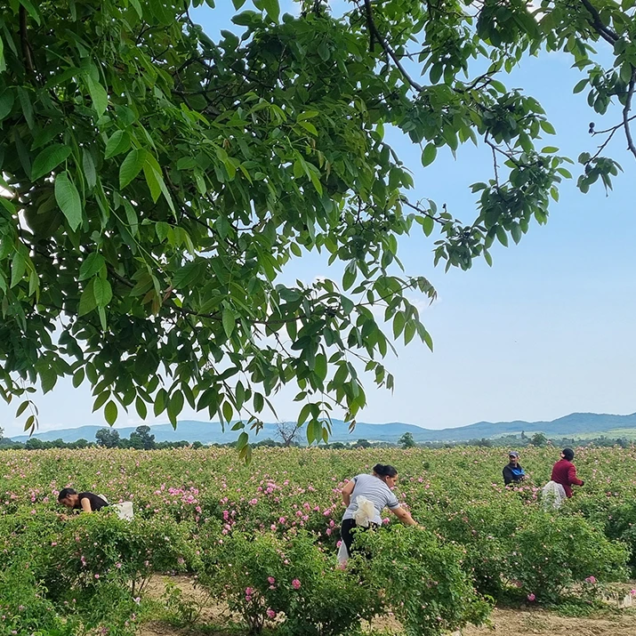 Workers harvesting pink roses in a large field. (photo)