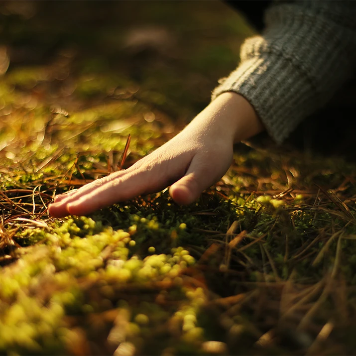 Hand resting on moss in soft sunlight. (photo)